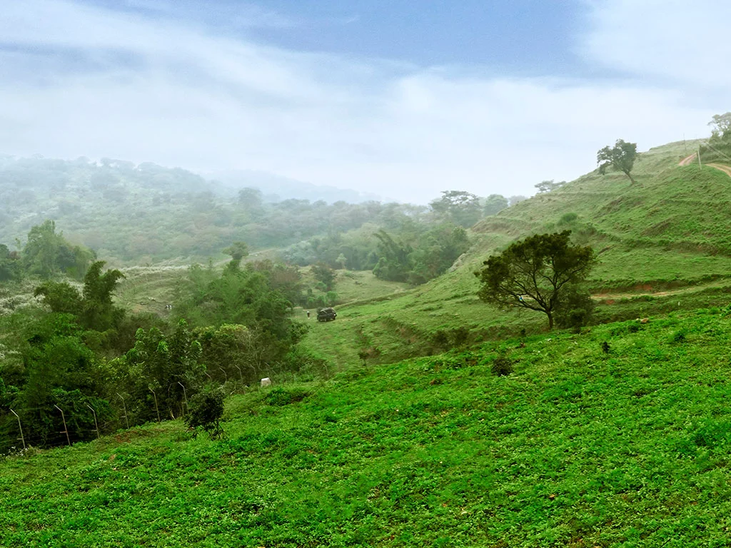 Designed to Perfection